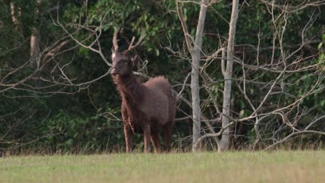 sambar, rusa unicolor, thailand