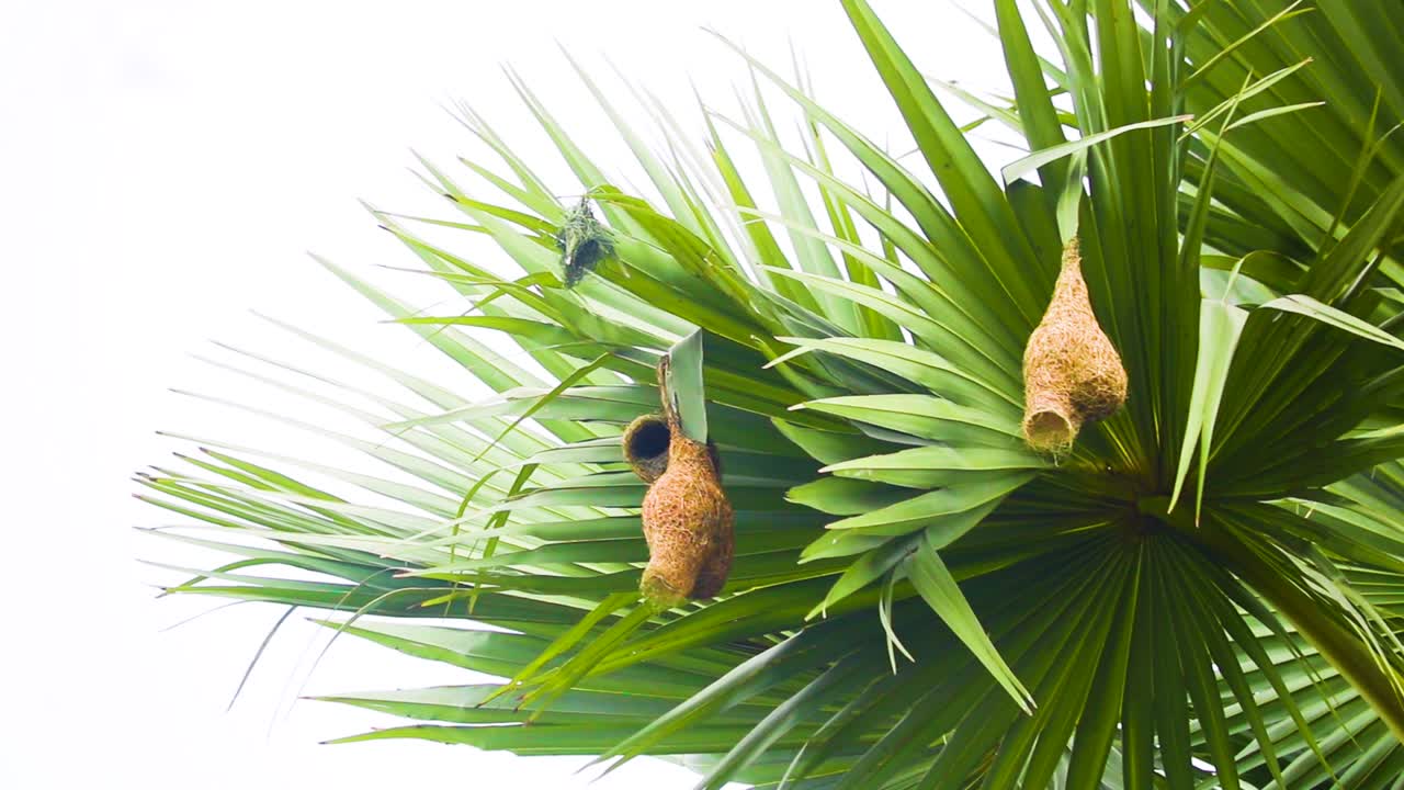 nido de pájaro tejedor de baya en la palmera asiática hoja de palma en bangladesh