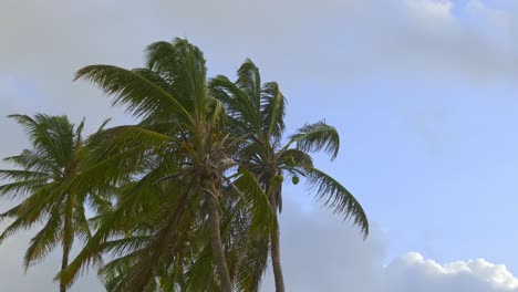 a group of coconut palm trees in the wind against a bright blue sky