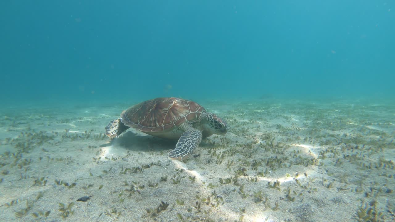 Close up green sea turtle swimming slowly