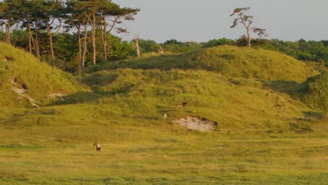 Herde-Hirsche,-Die-In-Bewaldeten-Dünen-Und-Hügeligem-Grasland-Wandern---Oranjezon