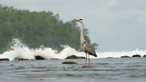 Braunreihervogel-Im-Meer,-Der-Auf-Fische-Wartet,-Die-Wegfliegen,-Mahé,-Seychellen