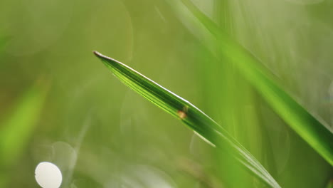 macro disparo de rocío en el césped