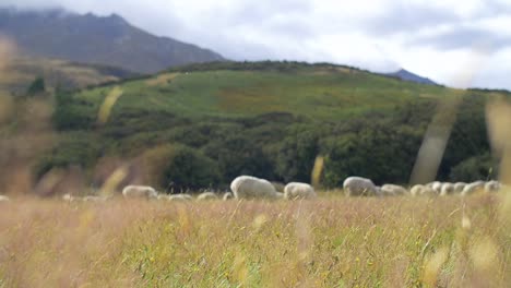 pull focus on sheep grazing