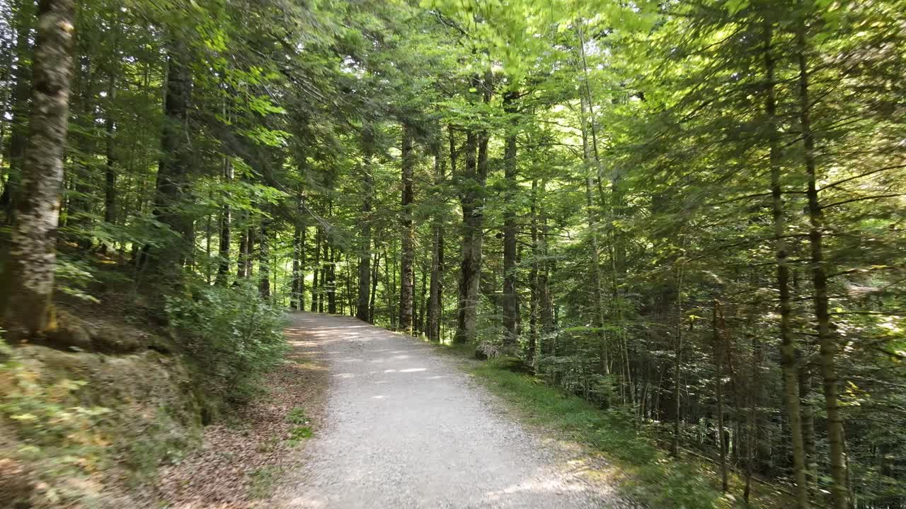 Beautiful Day in Green Forest Selva Irati Spain - Dolly Shot