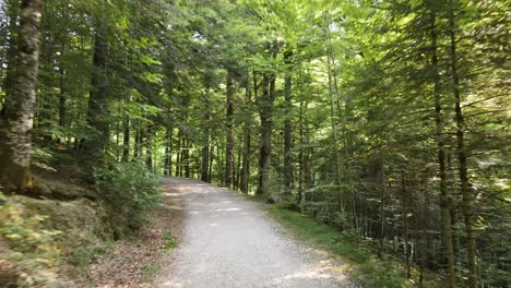 Schöner-Tag-Im-Grünen-Wald-Selva-Irati-Spanien---Dolly-Shot