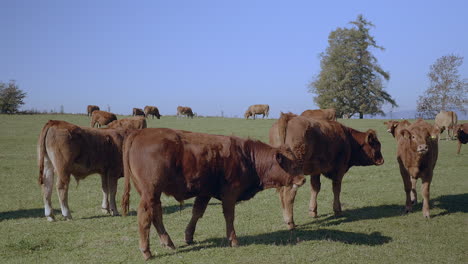 grazing herd of cows