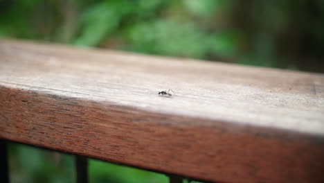 hormiga arrastrándose en una valla de madera durante el día