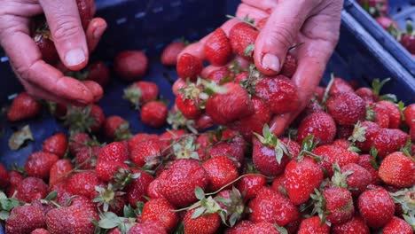 fresh strawberries being picked or sorted in a blue crate