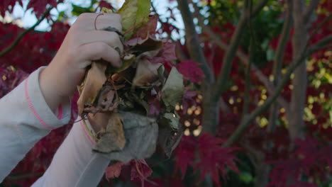 Slow-motion-close-up-of-a-child-crumpling-leaves-with-her-hands