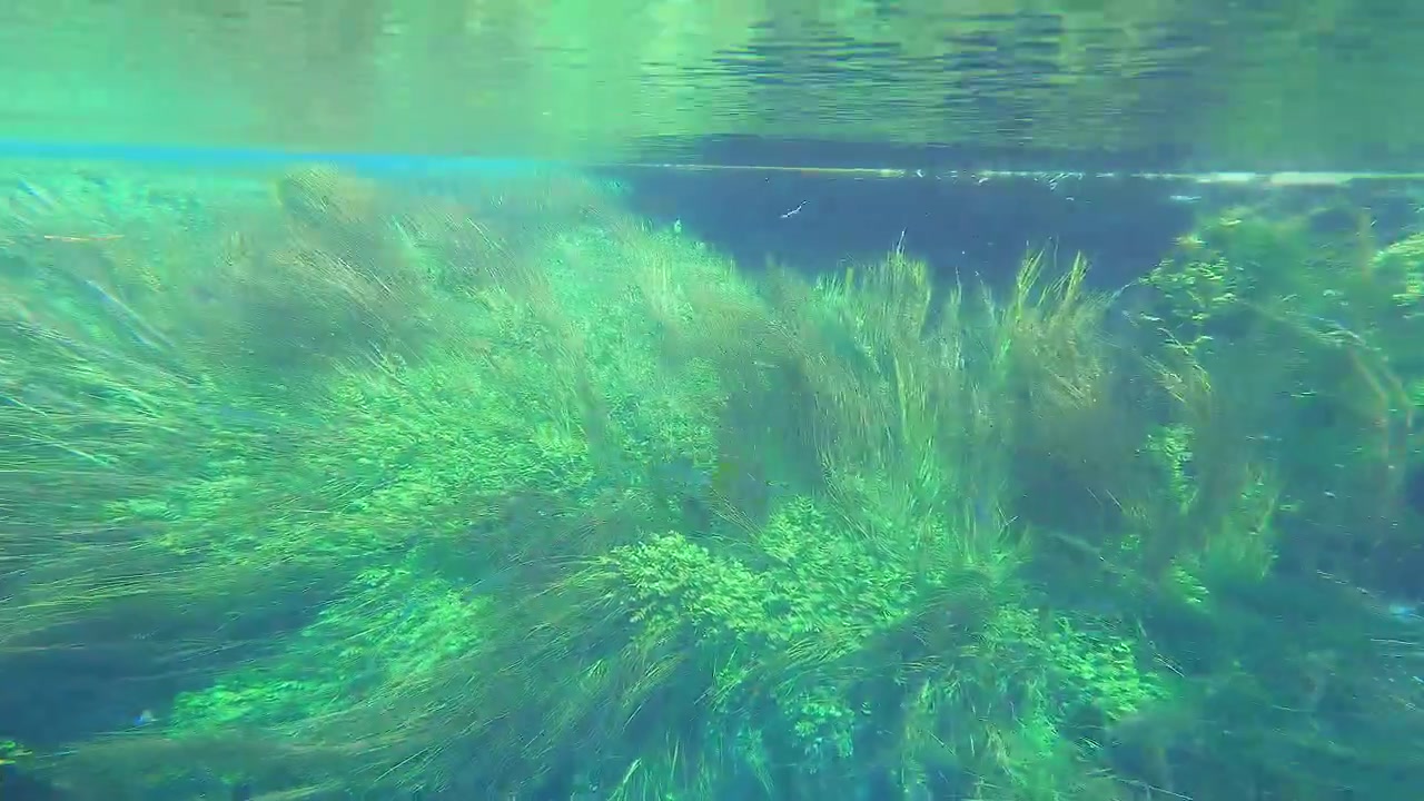 Underwater View of Aquatic Plants Swaying in a Clear River