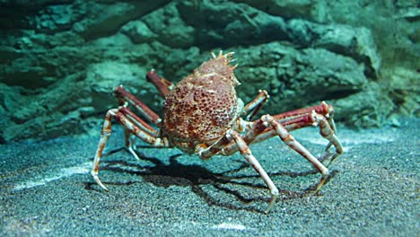 Japanische-Seespinne---(Macrocheira-Kaempferi)