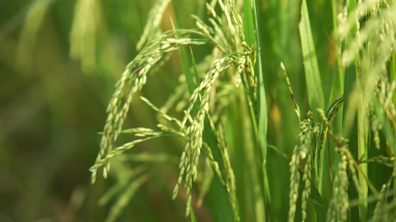 쌀은 많은 아시아 국가에서 주식입니다.