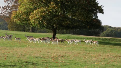 medium shot of a deer herd