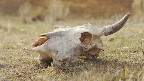 La-Cámara-Se-Mueve-Alrededor-Del-Cráneo-De-Un-Animal-Rural.