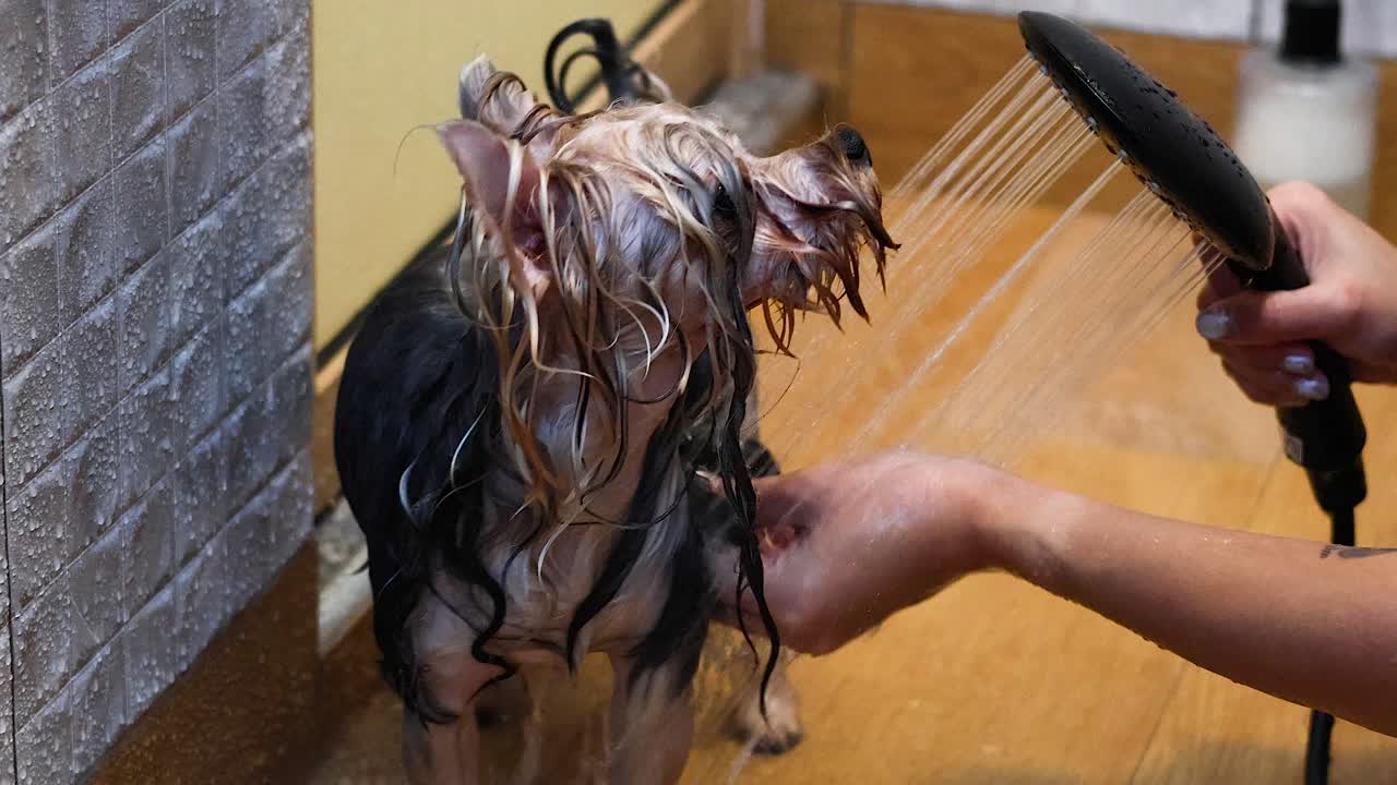 un perro siendo bañado y aseado