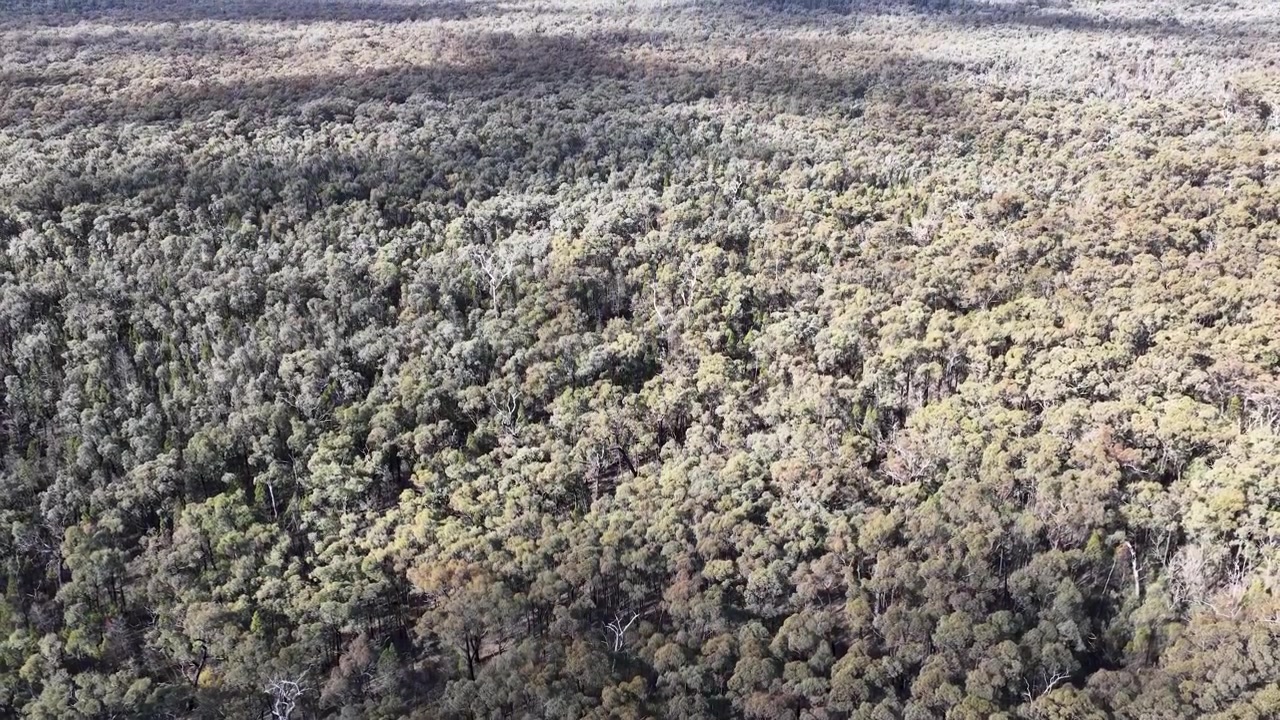 Vista aerea della fitta chioma di una foresta di eucalipti