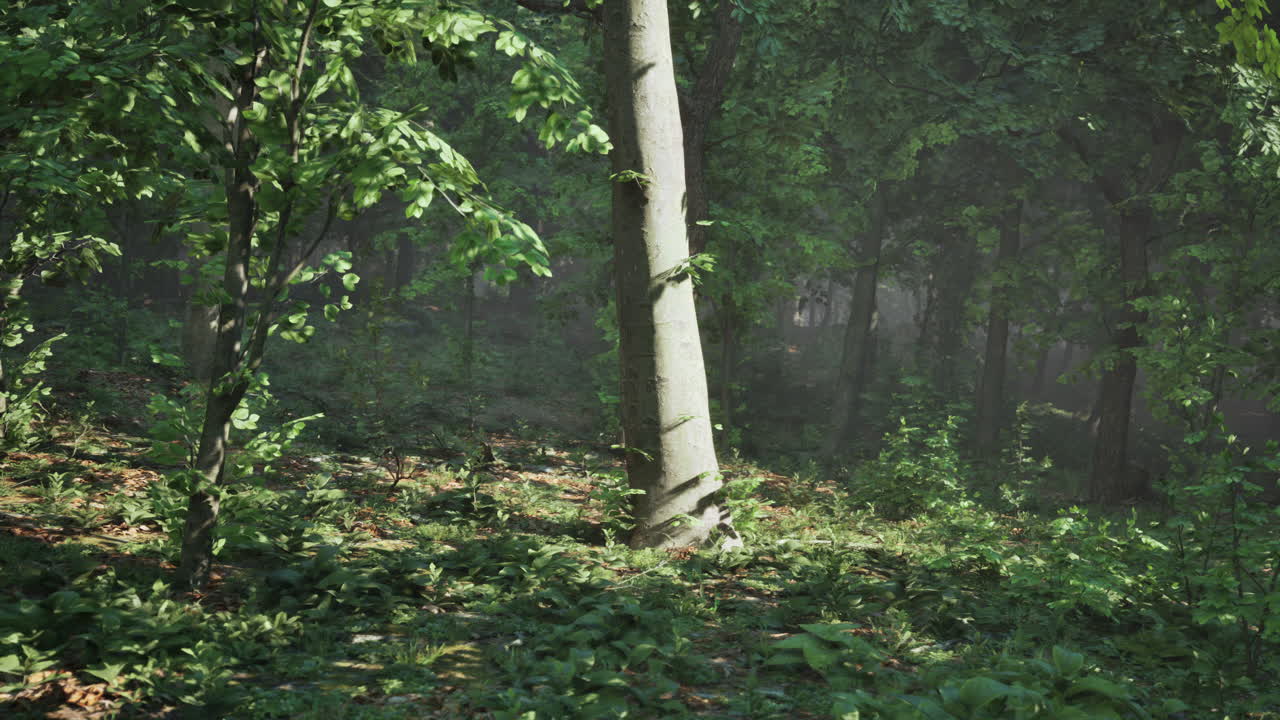 안개를 통해  ⁇ 빛으로 조명된 나무의 숲