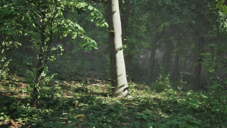 bosque de árboles iluminados por los rayos del sol a través de la niebla