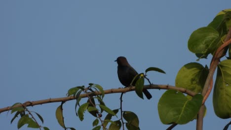 indian robin bird in tree