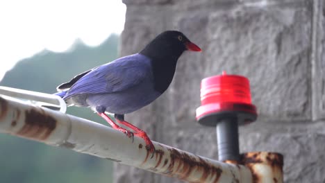 la famosa urraca azul de taiwán es a menudo endémica de taiwán captada en cámara