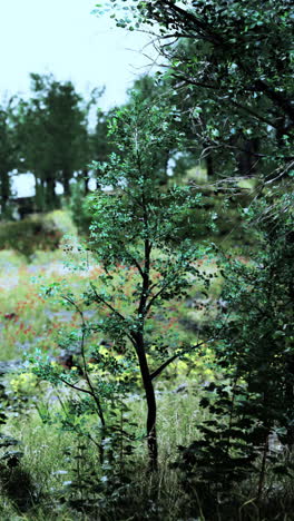 tranquil forest landscape