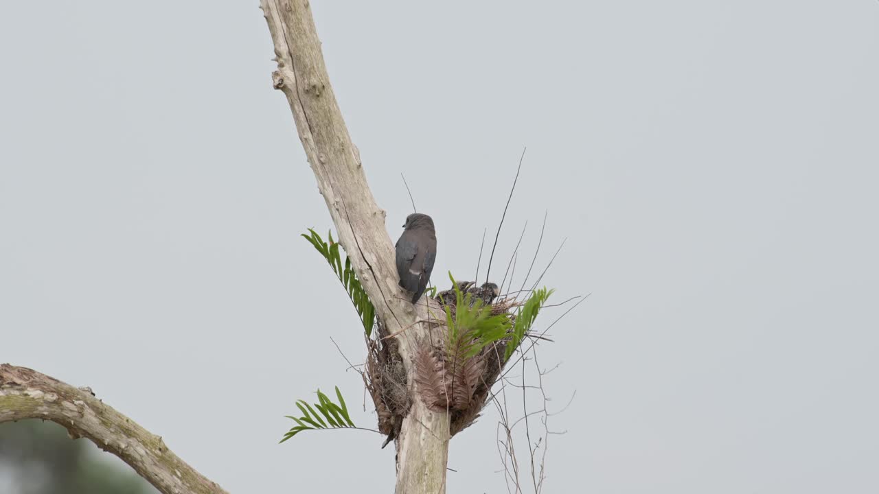 Perched above its nest looking at its chicks then flies away
