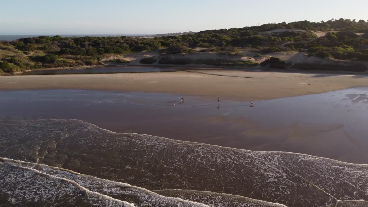 hombre corriendo con perros en playa grande playa en punta del diablo, uruguay