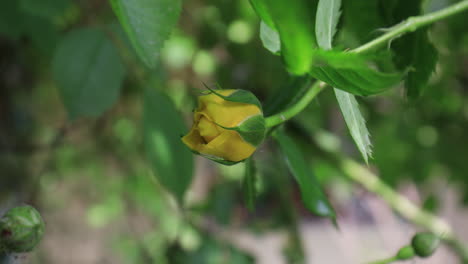 pretty yellow rose with green blurry background in backyard with nice semi cloudy day