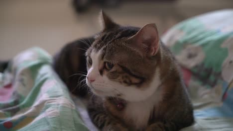 el gato gris es lindo.