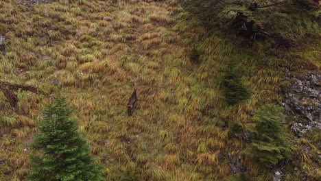 Aerial-following-mountain-chamois-ibex-jumping-climbing-up-steep-grassy-forest-mountain-slope-in-fall,-Drone