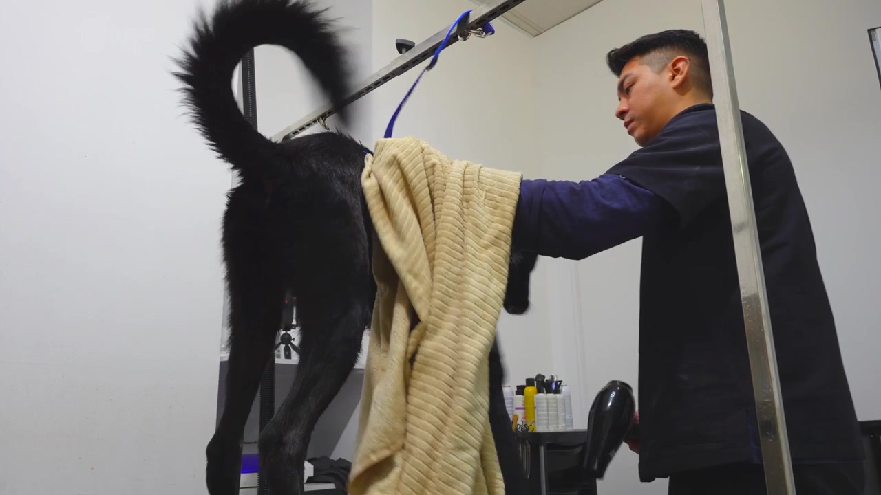 Hundeplejespecialister tørrer en sort hunds pels med en professionel hårtørrer i en specialiseret salon.