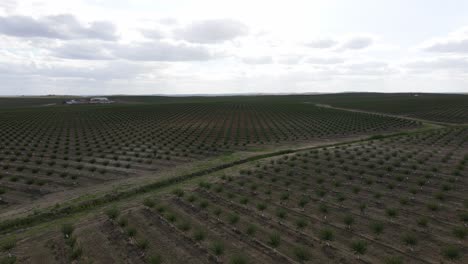4k-Antenne,-Die-Durch-Eine-Riesige-Olivenölbaumfarm-In-Portugal-Reist