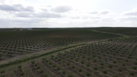 4k aéreo viajando a través de una granja gigante de árboles de aceite de oliva en portugal