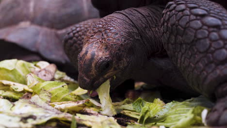 giant tortoise hungrily devouring lettuce leaves, close up shot