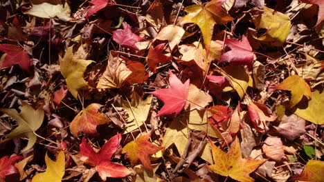 close up of fallen leaves on the ground