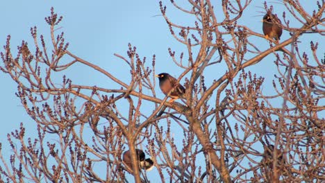 Gewöhnliche-Indische-Myna-Vögel-Thront-Auf-Kahlem-Baum,-Windiger-Tag,-Klarer-Blauer-Himmel,-Goldene-Stunde,-Australien,-Gippsland,-Victoria,-Maffra,-Mittlere-Aufnahme