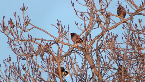 las aves indias comunes de myna se alzan en árboles desnudos día ventoso cielo azul claro hora de oro australia gippsland victoria maffra disparo medio