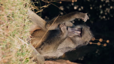 Vertical-View-Of-Baboon-Monkey-Sitting-On-The-Ground-While-Looking-For-Lice-On-Its-Fur