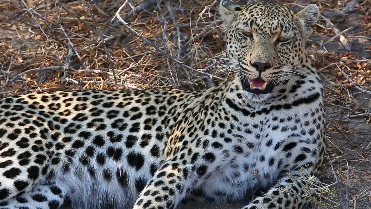 primer plano de un impresionante leopardo femenino jadeando