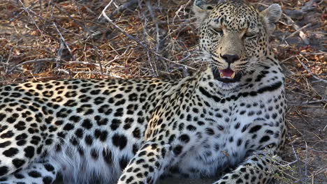 close-up of a stunning female leopard panting