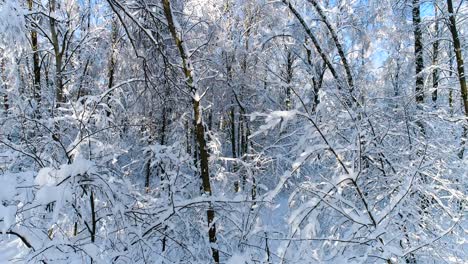 Snowy-branches-in-forest.-Winter-fairy-background