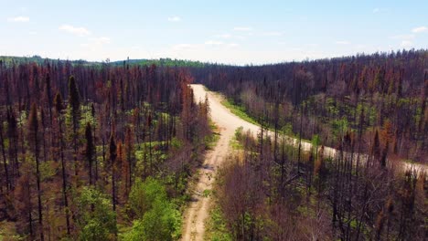 bird's eye view of nature after the largest forest fire in the history of the province of québec