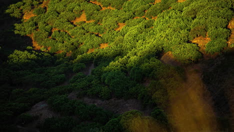 Transición-De-Lapso-De-Tiempo-De-La-Luz-Del-Sol-Moviéndose-A-Través-De-Una-Exuberante-Vegetación