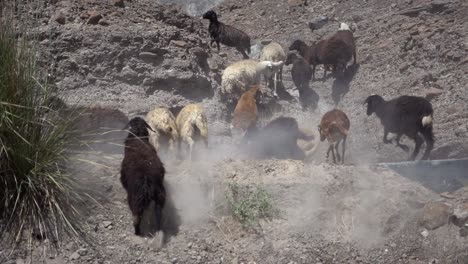 shepherd's flock of goats in herd scramble up rocky mountain in middle eastern desert 2