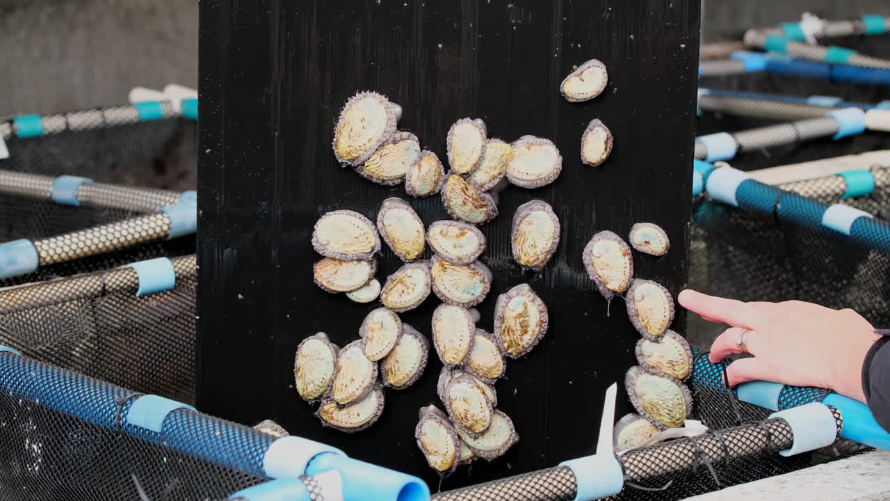 Abalone Farming: Harvesting Abalone from Aquaculture Tanks