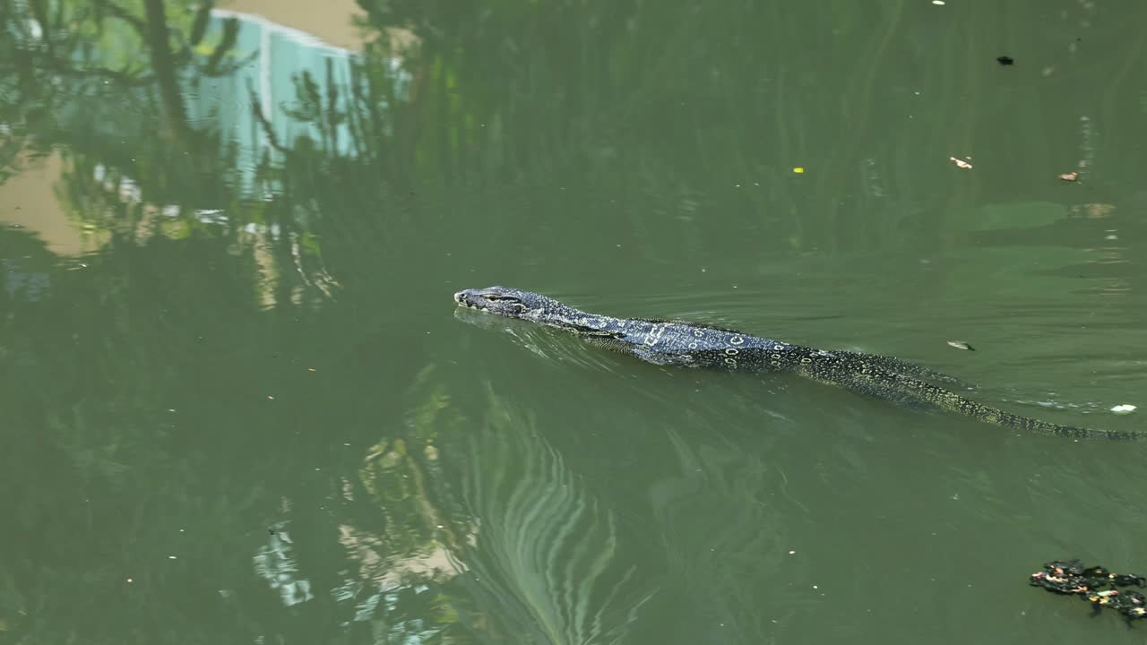 el lagarto monitor se desliza a través del agua entre el follaje.