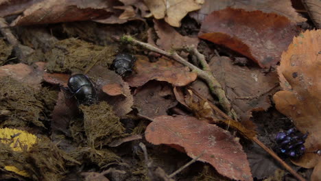 Dung-beetle-takes-a-bite-off-fresh-poo-and-moves-on,-static-shot