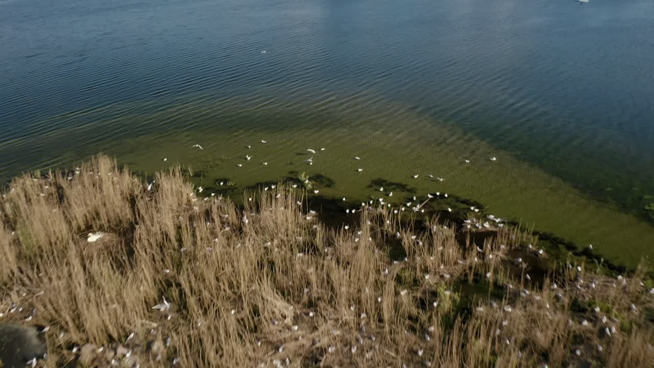 islote en el lago con hierba seca y gaviotas durante el día