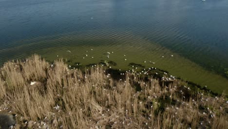 Islote-En-El-Lago-Con-Pasto-Seco-Y-Gaviotas-Durante-El-Día